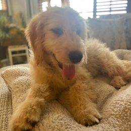 Dachshunds and Goldendoodles from Forrest Kennels