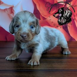 Vienna - Dapple female Dachshund puppy in Fultonville, New York from Sandy Aussies & Pomeranians