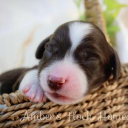 Green - Piebald male Dachshund puppy in Allons, Tennessee from Amber's Flock Homestead