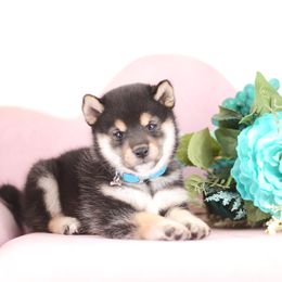 Sena 🩵 Black and Tan Boy - Black and tan male Shiba Inu puppy in Neosho, Missouri from Sunny Terrace Shibas