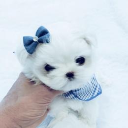 Maltese and Yorkshire Terrier Puppies from tatortot pup