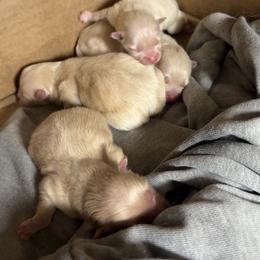 Pomeranian Puppies from Bear face Pomeranian