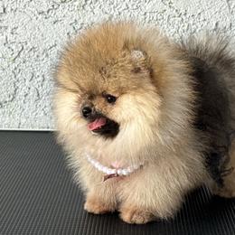 Lolita - Orange sable female Pomeranian puppy in Santa Ana,Ontario, California from Uniquepombabies