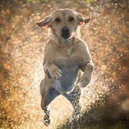 Loxley - Labrador Retriever
