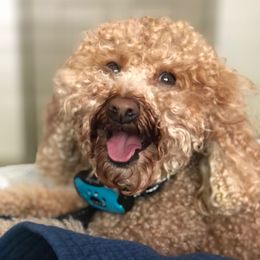 Winston - Poodle