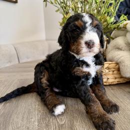 Loretta Lynn - Tri-color female Bernedoodle puppy in Draper, Utah from Salt City Farm