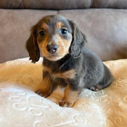 Peanut - Gray (blue) and tan male Dachshund puppy in Jonesboro, Illinois from Twin Hills Dachshunds