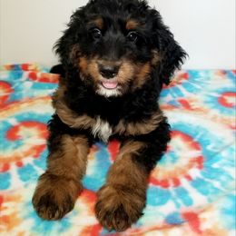 Bernedoodle Puppies from Rose River Farms