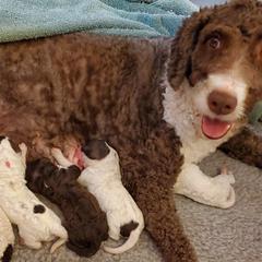 Spanish Water Dog All Grown Up from O'Reilly Kennels