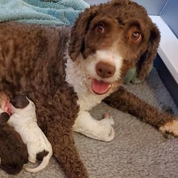 Spanish Water Dog All Grown Up from O'Reilly Kennels