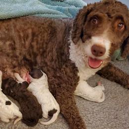 Spanish Water Dog All Grown Up from O'Reilly Kennels
