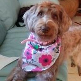 Labradoodles from Yappy Acres