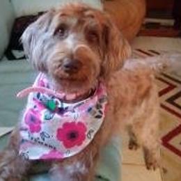 Labradoodles from Yappy Acres