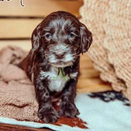 Blanton - Chocolate male Australian Labradoodle puppy in Decatur, Alabama from Southern Meadows Doodles