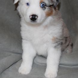 Miniature Australian Shepherd Puppies from Aussie Amor
