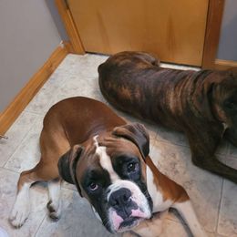 Gavin - Boxer