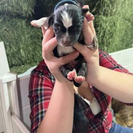 Australian Shepherd and Miniature Australian Shepherd Puppies from Renegade Point Stock Dogs