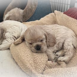 Skipper - Buff female Cocker Spaniel puppy in Oregon from Doc's Cockers