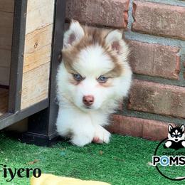Fiyero - Red and white male Pomsky puppy in Eastman, Georgia from Once Upon A Pomsky