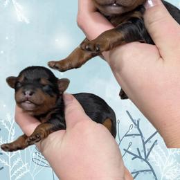 Champagne - Black and tan male Yorkipoo puppy in Coshocton, Ohio from Forever Family Puppies