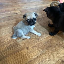 Sam - Fawn male Pug puppy in Indian Trail, North Carolina from Love Pugs