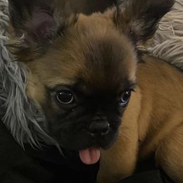 French Bulldogs from Fluffyfrenchienc