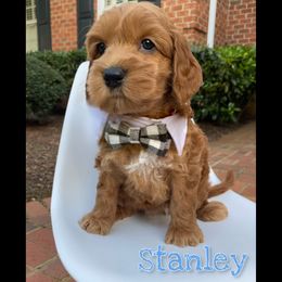Australian Labradoodle Puppies from Berrybrook Doodles