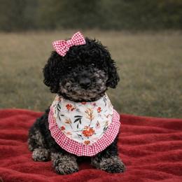 Annabelle - Merle female Goldendoodle puppy in Fairmount, Georgia from Muscadine Meadows Farm