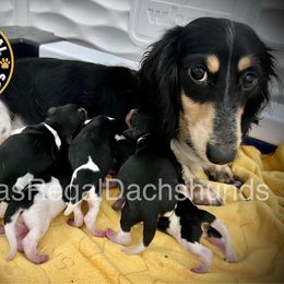 Freckles - Dachshund