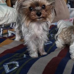 Yorkshire Terrier All Grown Up from Yorkie_Wonderland and Stud Services