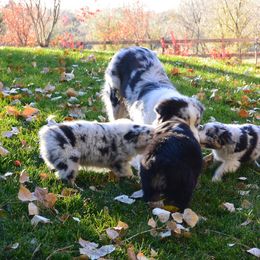 Australian Shepherd Puppies from Highline
