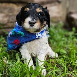 Sonic- Blue Collar - Tri-color male Bernedoodle puppy in Bonham, Texas from Happy Valley Puppies