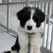 Tornjaks from Bear Cub Kennels