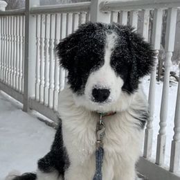 Tornjaks from Bear Cub Kennels