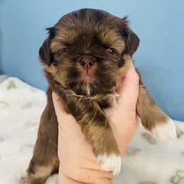 Peanut butter - Sable male Shih Tzu puppy in Hawthorne, Florida from Simply Southern Shihtzus