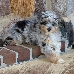 Guardian Puppy, read description - Blue merle female Aussiedoodle puppy in Watertown, Wisconsin from Little Bear Paws Aussiedoodles