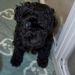 St. Nick - Black male Poodle puppy in Joshua, Texas from 3 Gun Retrievers