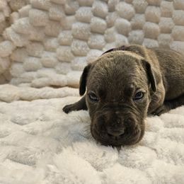 Dark purple - Gray female Cane Corso puppy in Fritch, Texas from Carrie Brown's Cane Corsos