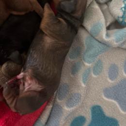 Leti - Sable female Dachshund puppy in Converse, Texas from JP's South Texas Dachshunds