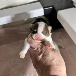 Girl 1 - Chocolate parti female Pomeranian puppy in Maplefalls, Washington from Snow peak poms