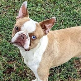 Debut - Boston Terrier