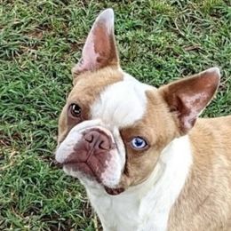 Debut - Boston Terrier