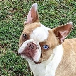 Debut - Boston Terrier