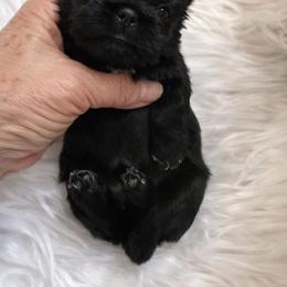 Posey - Black female Shih Tzu puppy in Tallahassee, Florida from Bows and Bow Ties