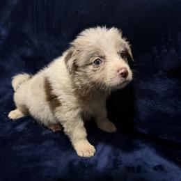 Mocha - Red merle female Border Collie puppy in Grapeview, Washington from Athena’s Collies