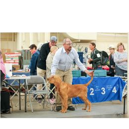 Basset Hound and Bloodhound Puppies from Beaver Creek Kennels