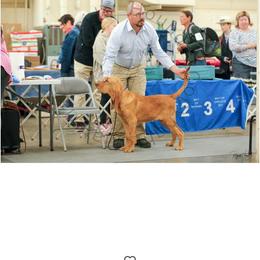 Basset Hound and Bloodhound Puppies from Beaver Creek Kennels