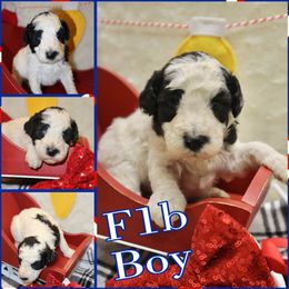 Prancer - Cream male Whoodle puppy in Smallett, Missouri from Leshas Whoodles