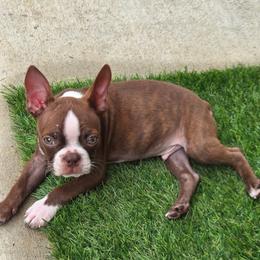 T. Red Male 1 - Red male Boston Terrier puppy in Mc Donough, Georgia from Ballard Boston Terriers