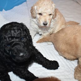 Australian Labradoodle Puppies from Just Doodling Around